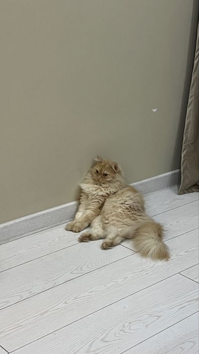 Отдам кошку БЕСПЛАТНО!