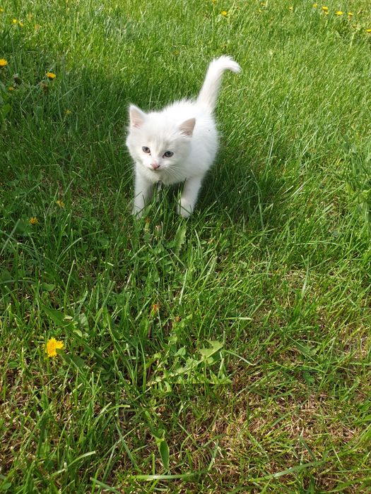 Отдам котят в хорошие добрые руки