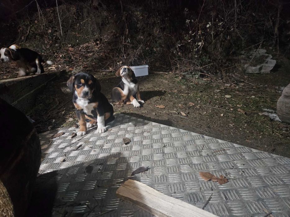 Продавам кученца – Българско трицветно гонче