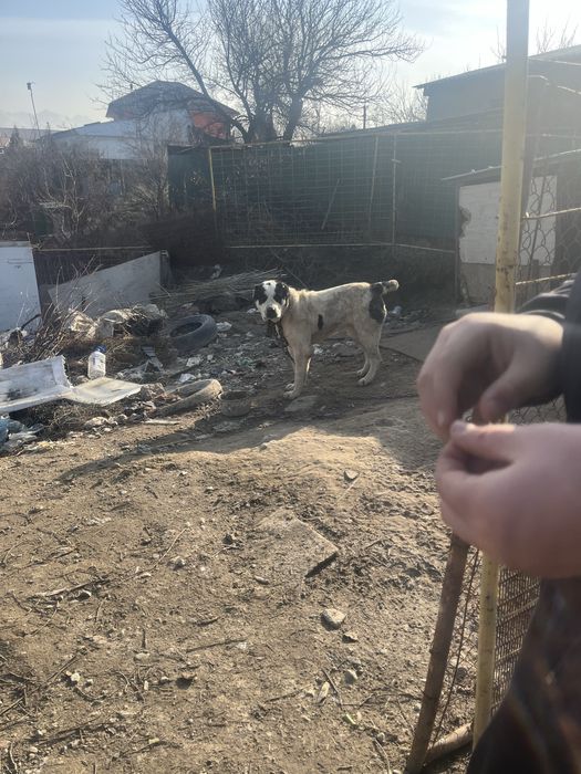 Сатылымда чемп байкердын баласы