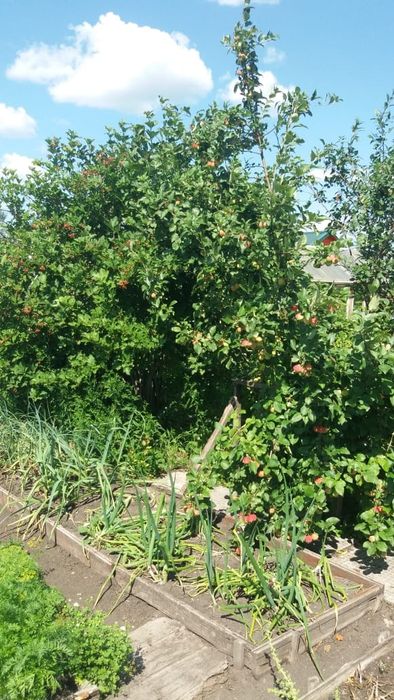 Продам дачу в с/о Борки