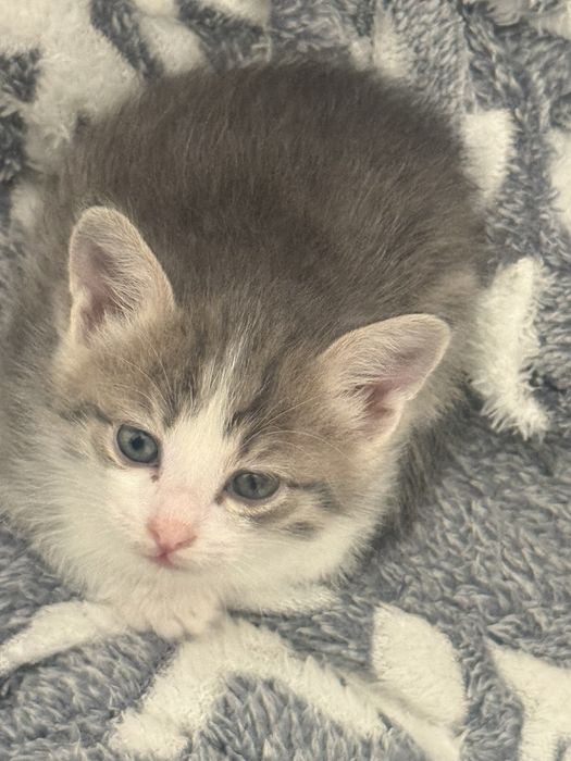 котята девочки