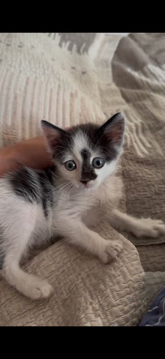 Отдам котенка в добрые руки