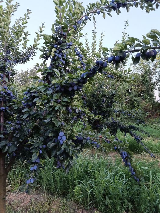 Prune de masă și țuică