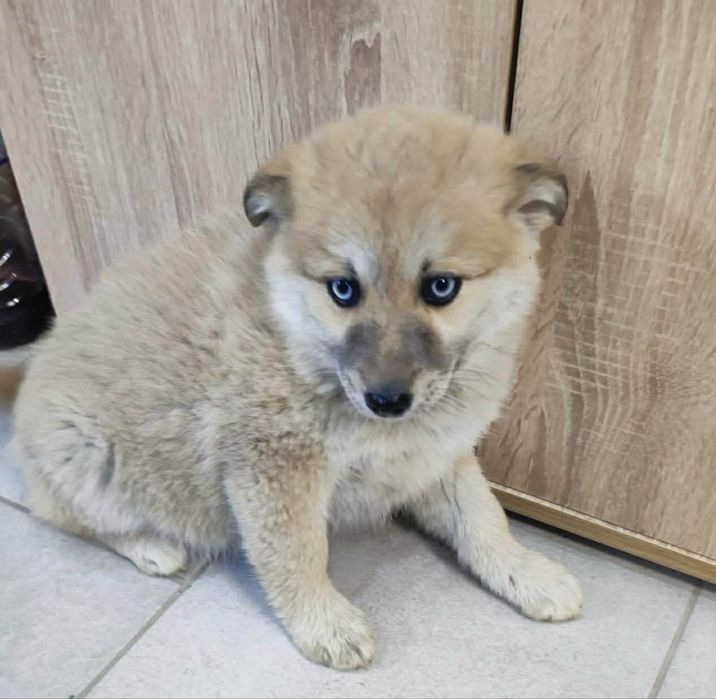 Подарявам кученца