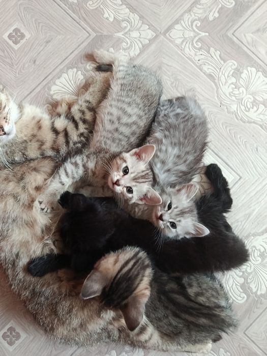 Отдам в добрые руки