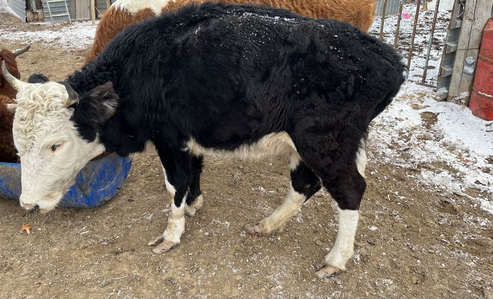 сиыр сатам      .