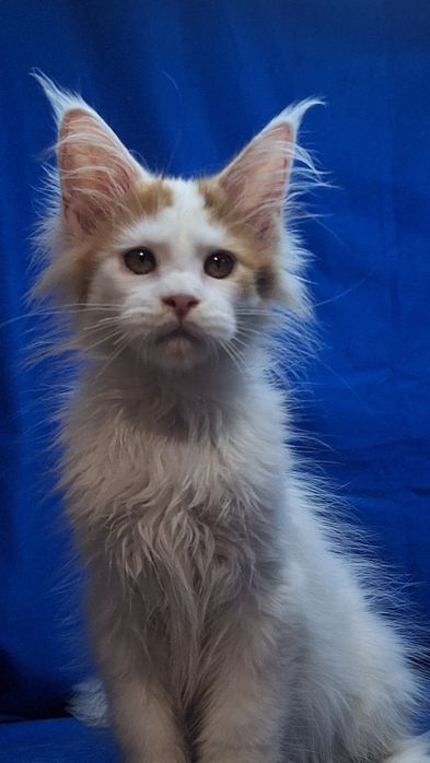Котята мейн-кун из питомника _рассрочка!