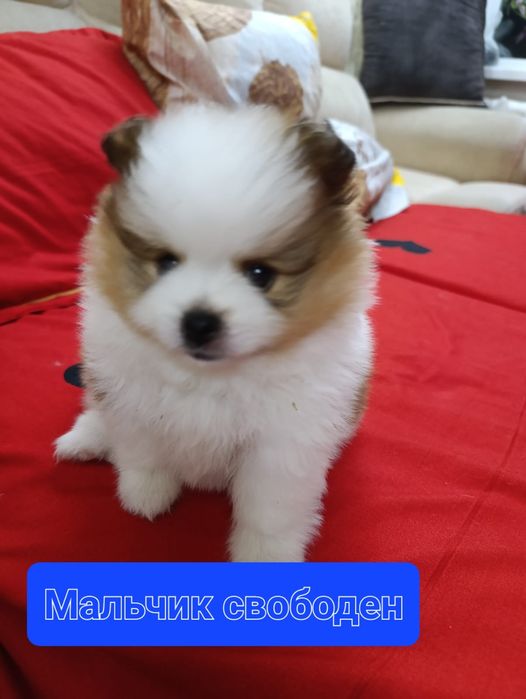 Продам щенков шпица.