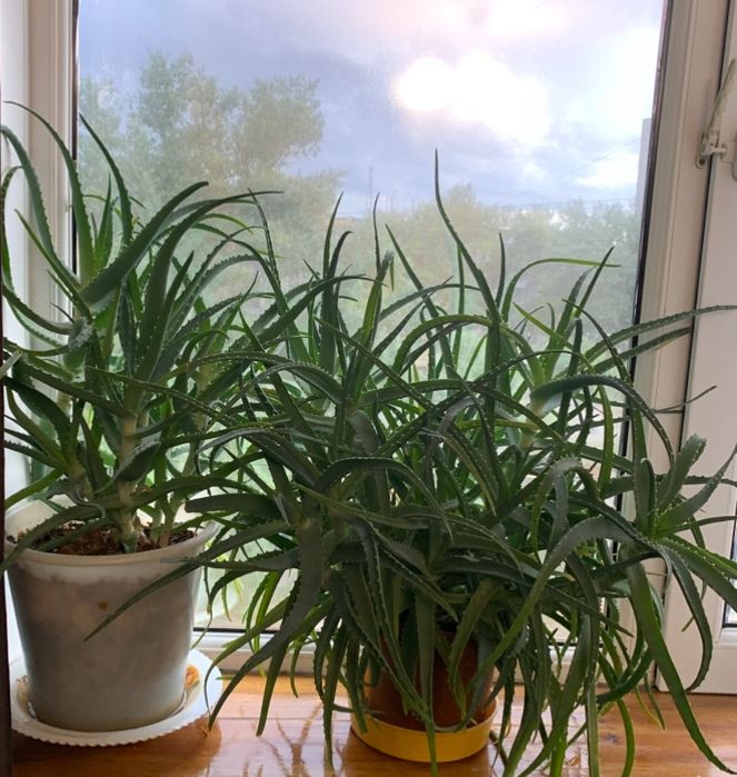 Алоэ больше 3 лет