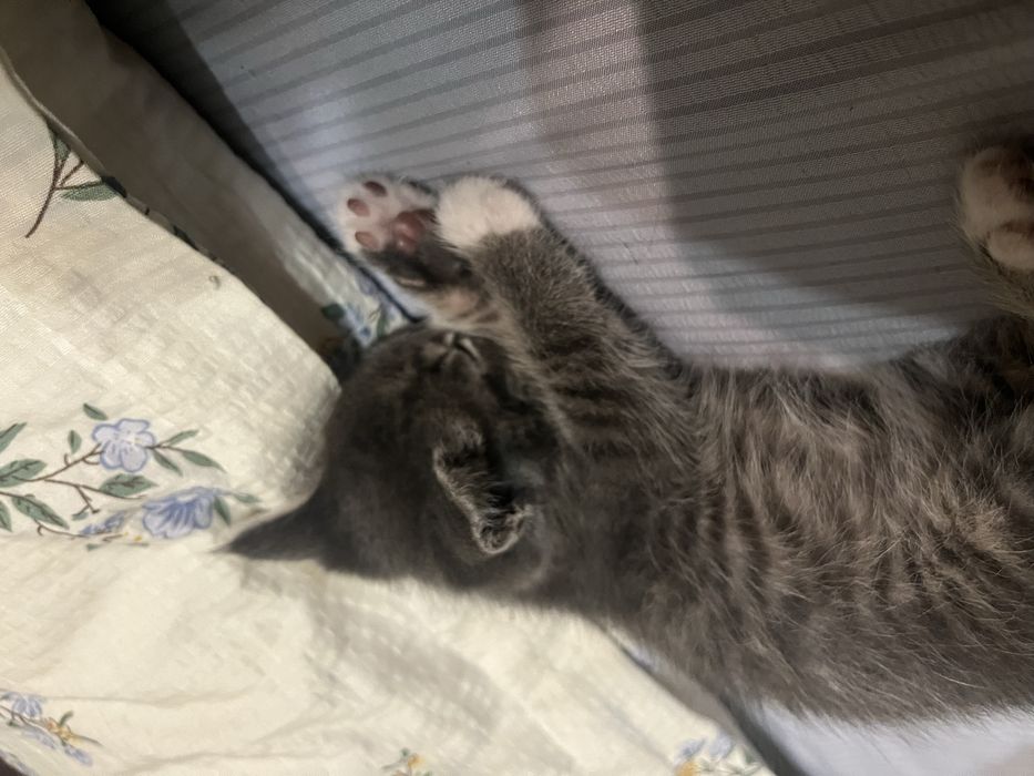 Кошка (Японская порода)