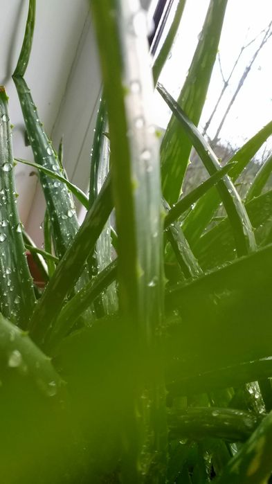 Aloe vera