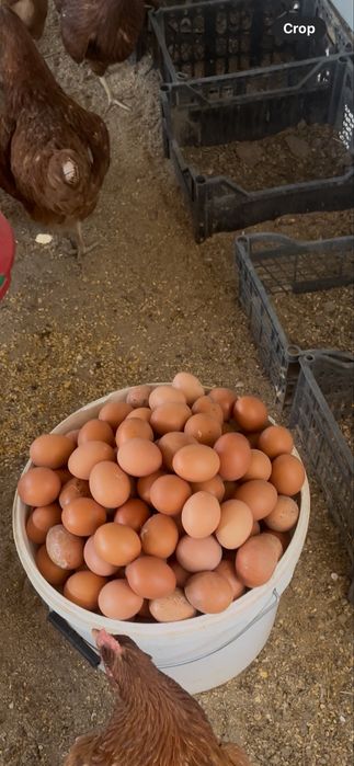Продается куры несушки породы Ломан браун