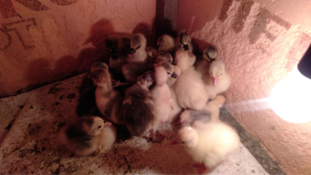 Продам гусят недельные