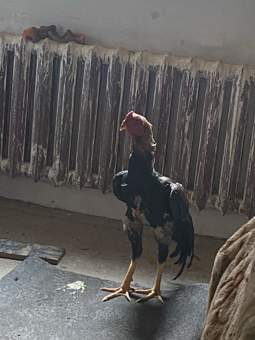 Продам педуха дакан