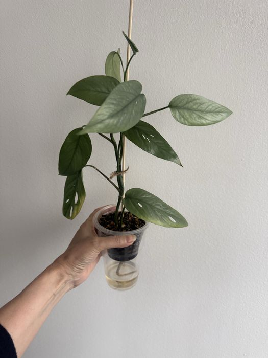 Эпипремнум Cebu Blue