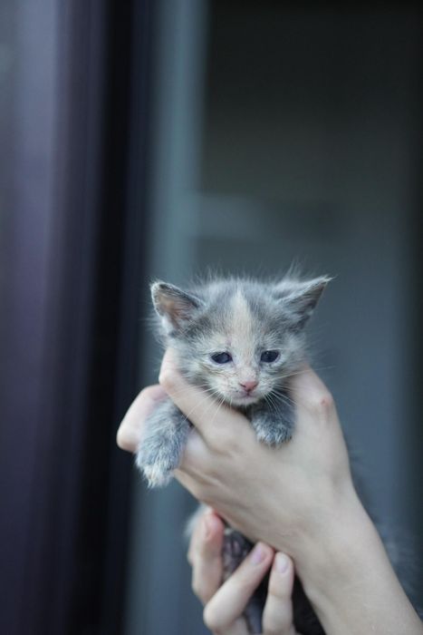 Котятки ищут дом