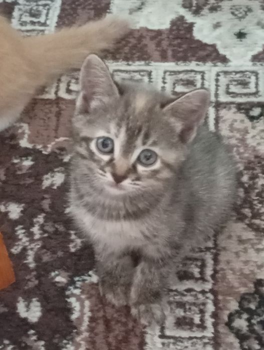 Отдам котят даром