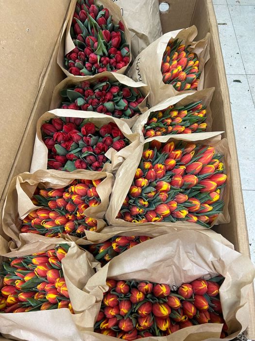 Тюльпаны оптом к праздникам Туркестан