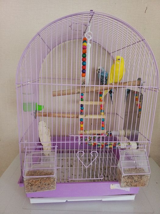 Продаются попугаи