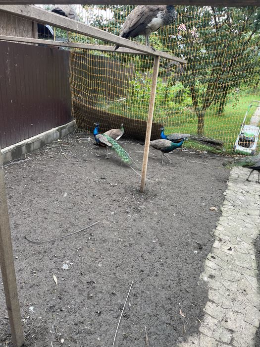 familie de păuni găina și cocos