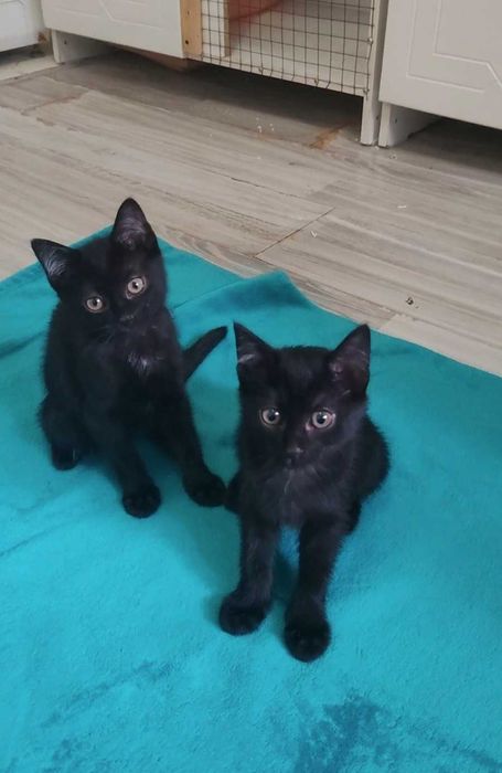 Трогательные котята ищут дом