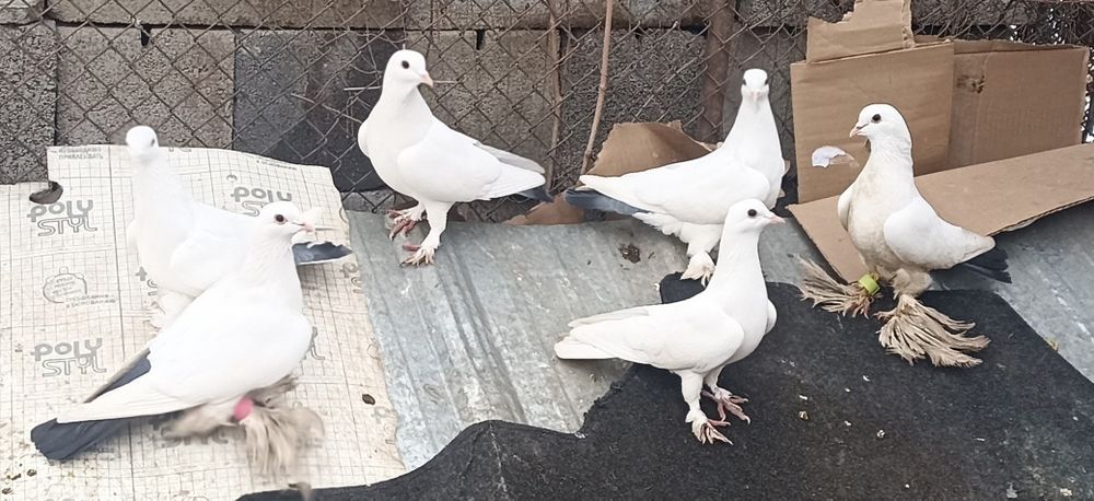 Голуби 8 шт за 25.000