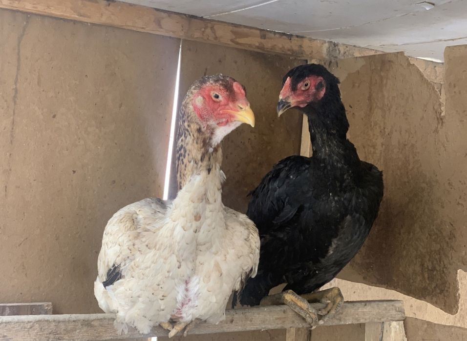 Tovuq xo’rozi sotiladi