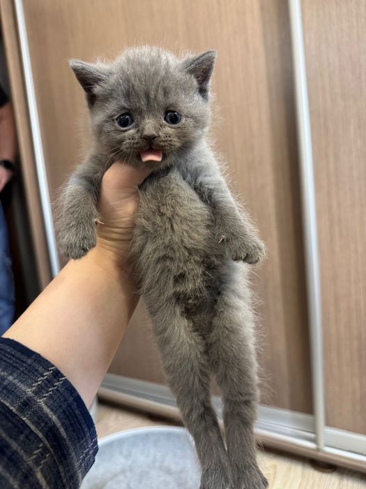 Продается котенок