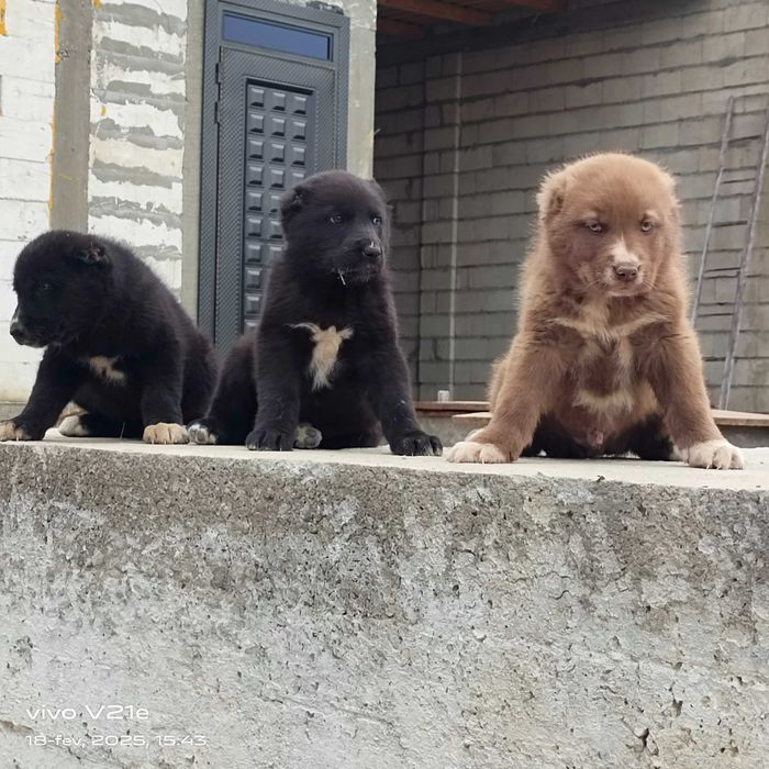 Alabay it bolasi erkak narxi 850 ming 3 dona qoldi manzil Navoiy