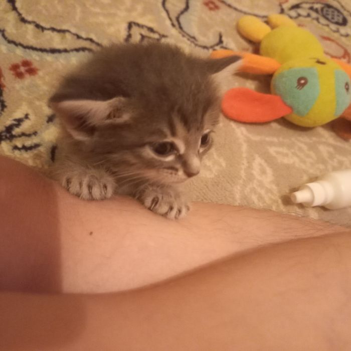 Котята  мальчики один месяц