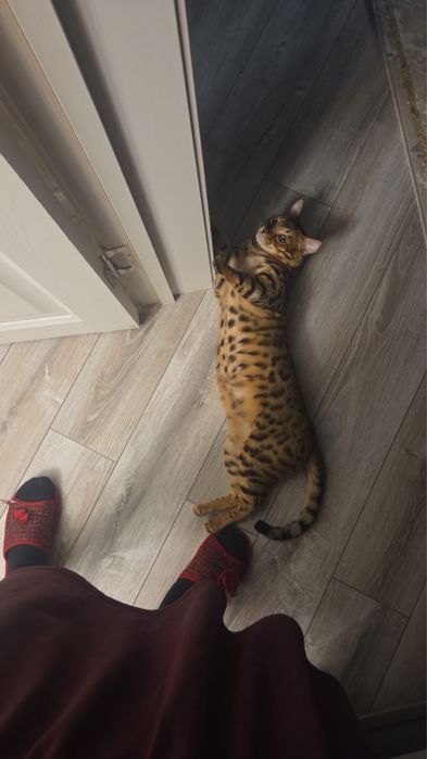 Бронь бенгальских котят