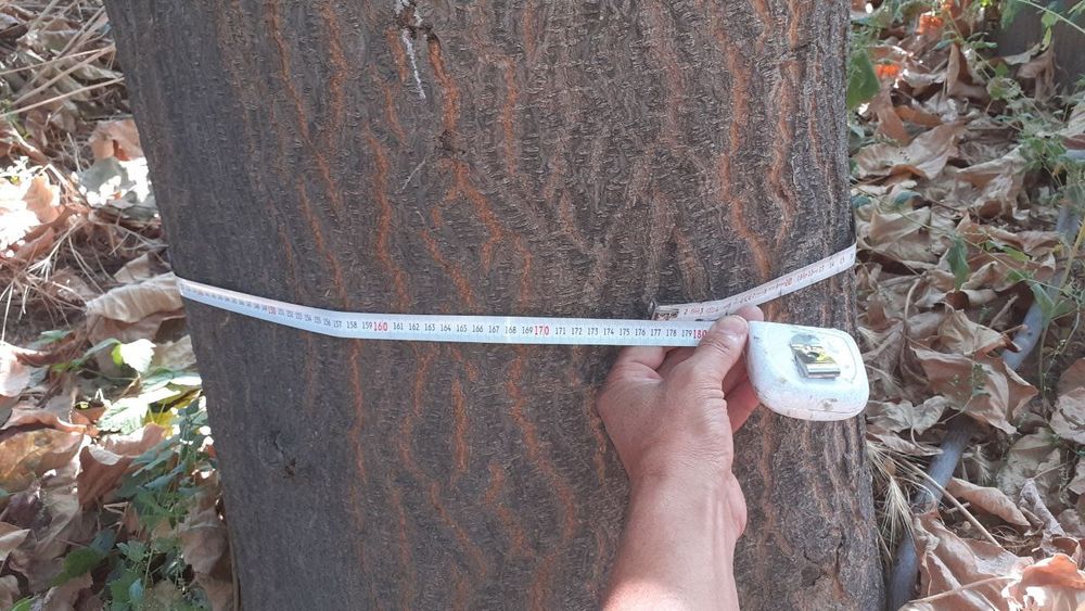 Павлоня дарахти 5 йашар буйи 15 метр  эни йарим метр айланаси  150 180