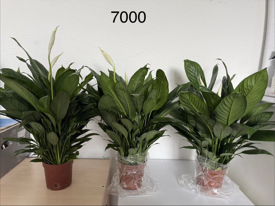 Комнатные цветы