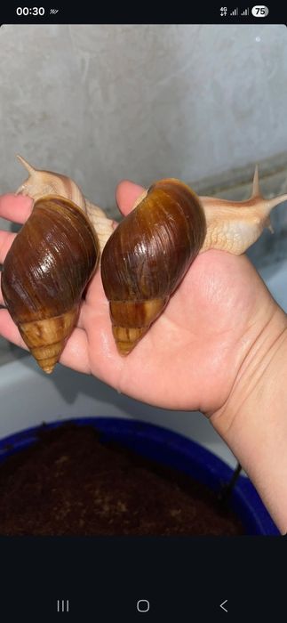 Axatina Fulica Ulitka Panterkalar 4 5 sm