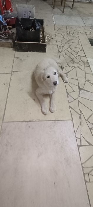 Продам щенка породы лабрадор