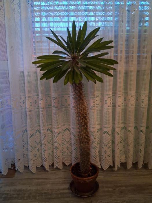 Мадагаскарска палма