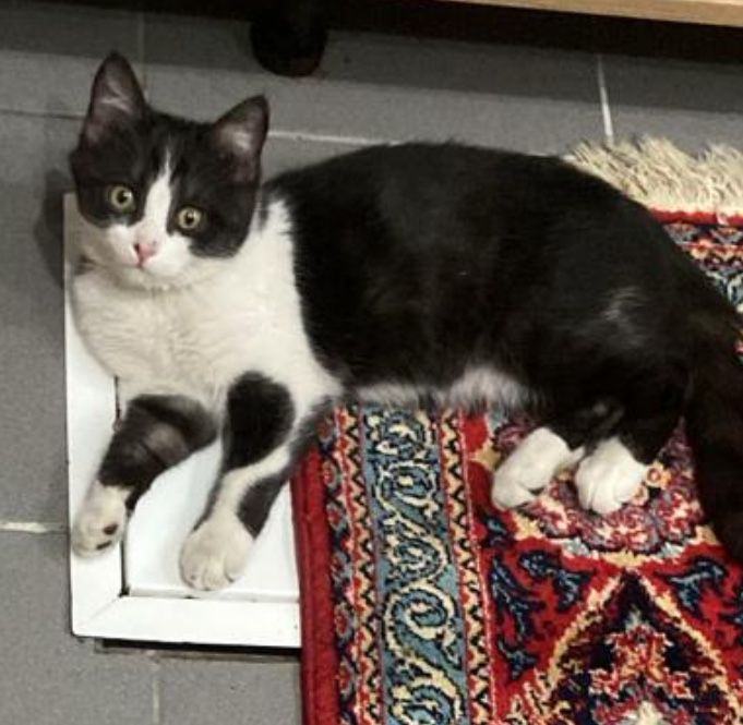 Котенок мальчик 5 месяцев