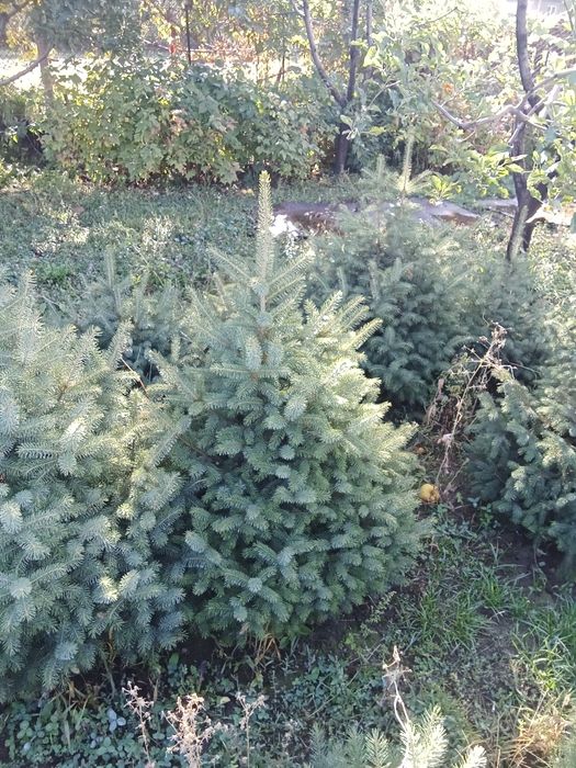 Ёлки таньшаньские 1,2-1,5м