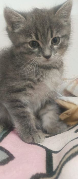 Котята от Шотландской кошки