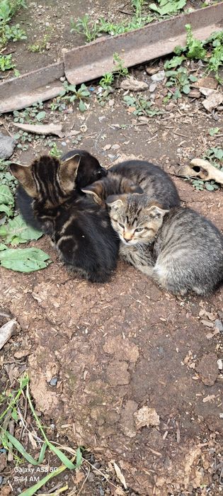 Продам вислоухих котяток.