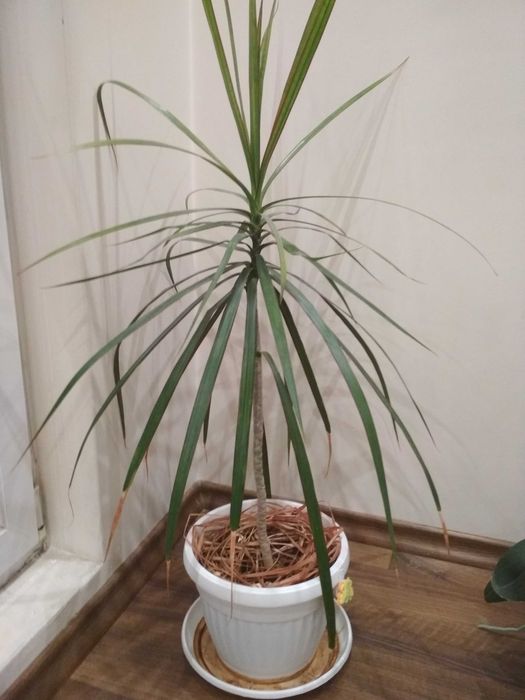 Красива палма, над 100 см височина - от пръста нагоре