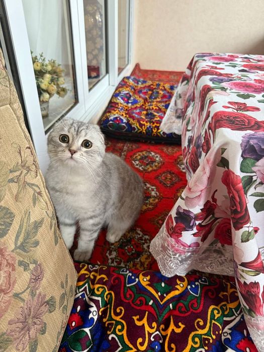 Продается кошка девочка