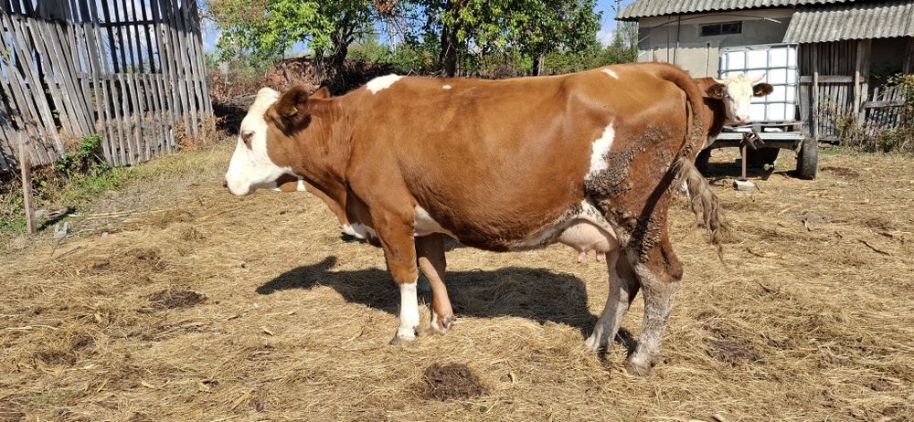 Vaca de vananzare