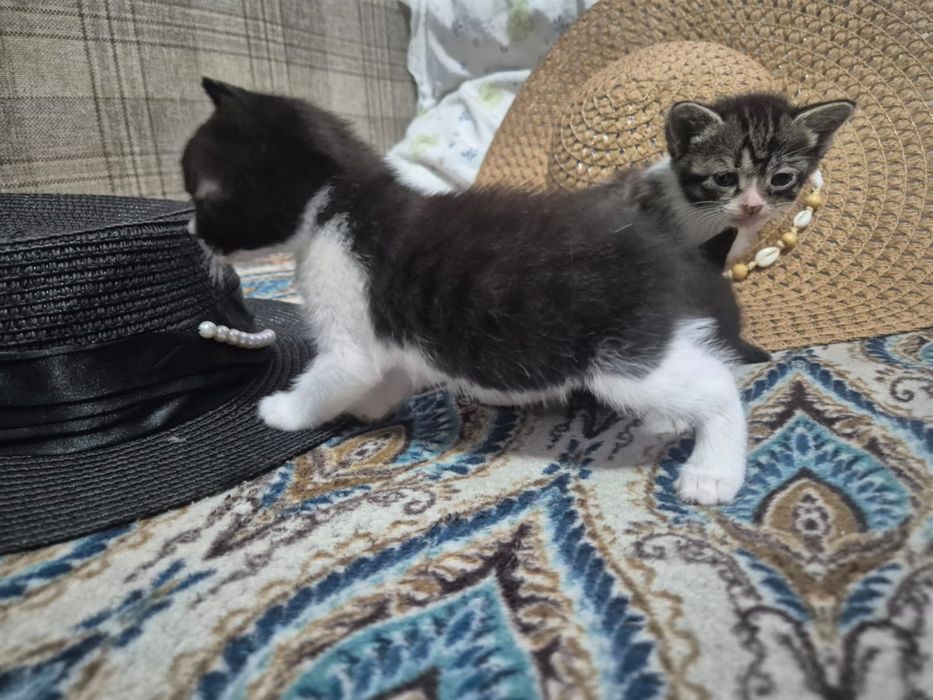 Отдаю бесплатно котят