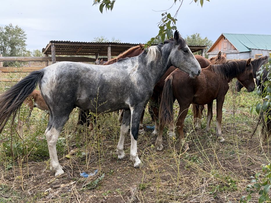 Продам табунного жеребца