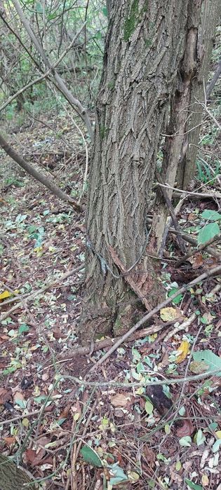 Teren intravilan Super Oferta in Sector 3