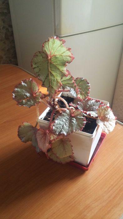 Бегония комнатная