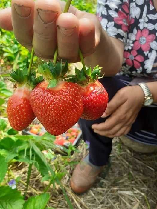 От Производител Уникален Разсад Ягоди и Малини