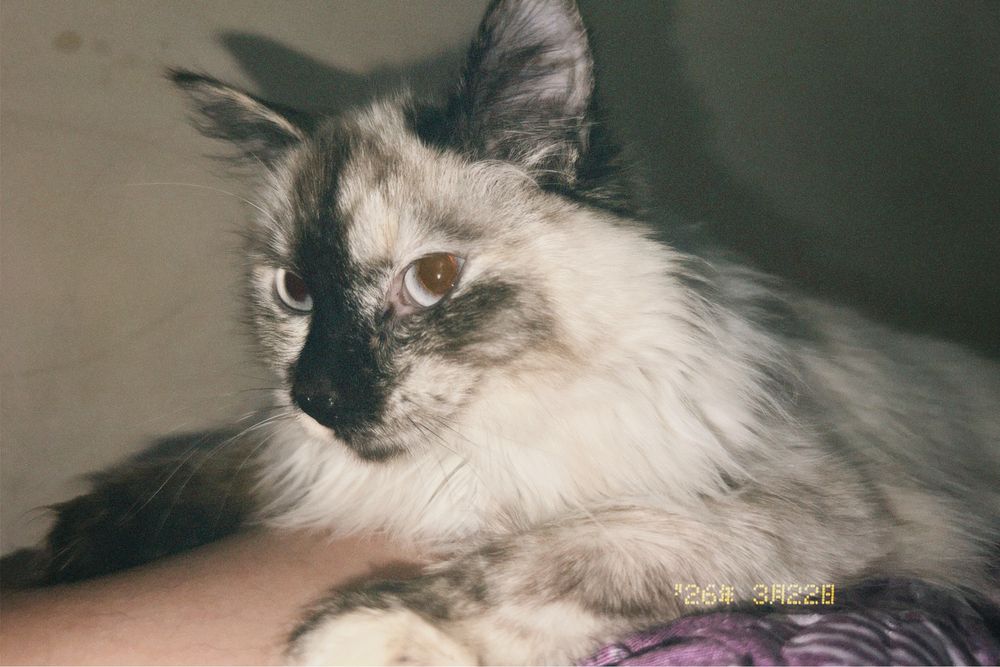 Отдам кошку Бесплатно